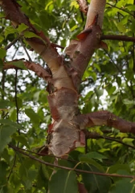 Brzoza chińska (Betula albosinensis) 